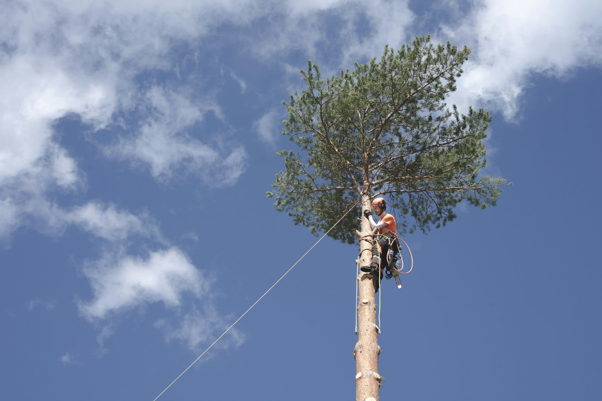 Élagueur encordé en haut d'un pin