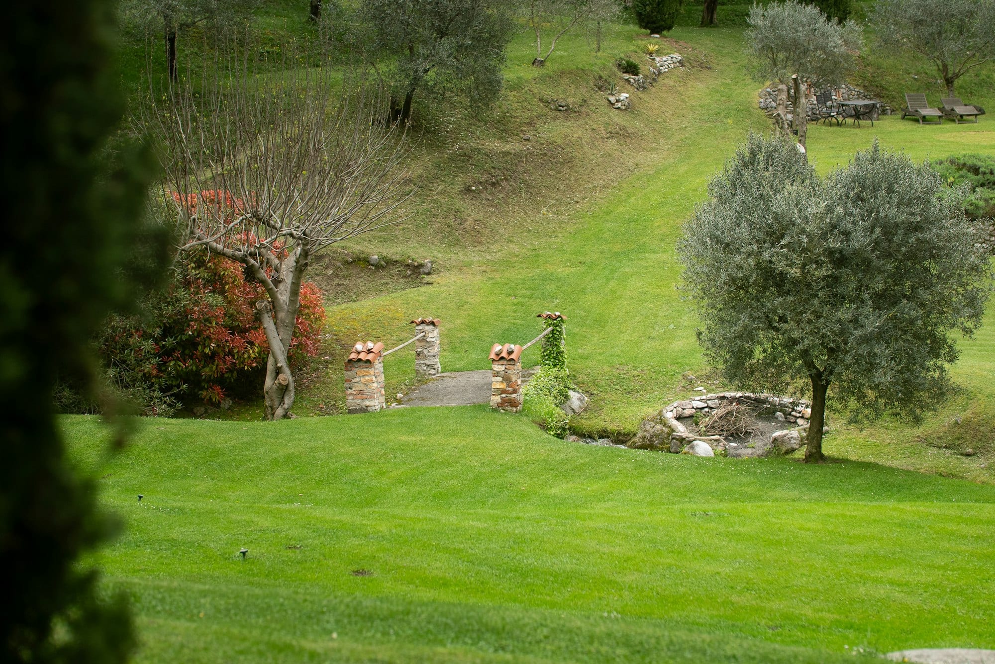 Jardin entretenu avec pelouse et oliviers